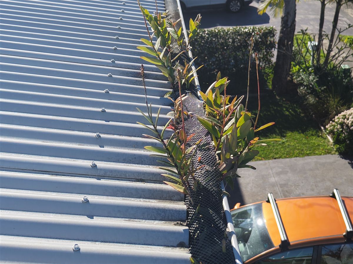 Plants growing through old gutter mesh in Oak Flats, before gutter guard