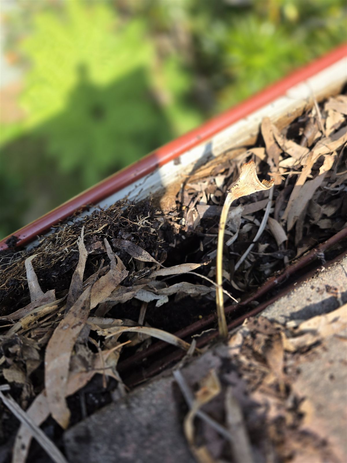 Gutter packed with gum leaves beside a tiled roof