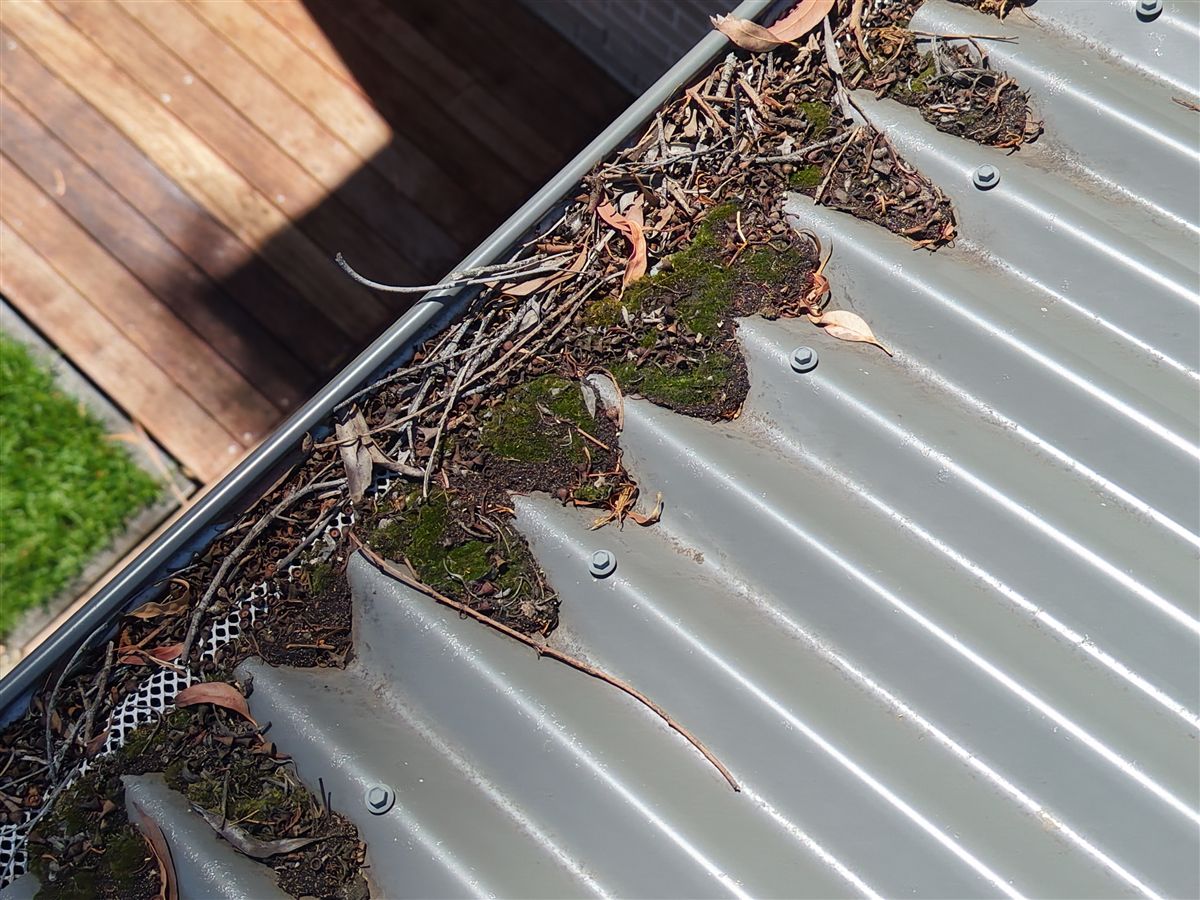 Gum leaves and moss through old gutter mesh in Helensburgh, before new gutter guard