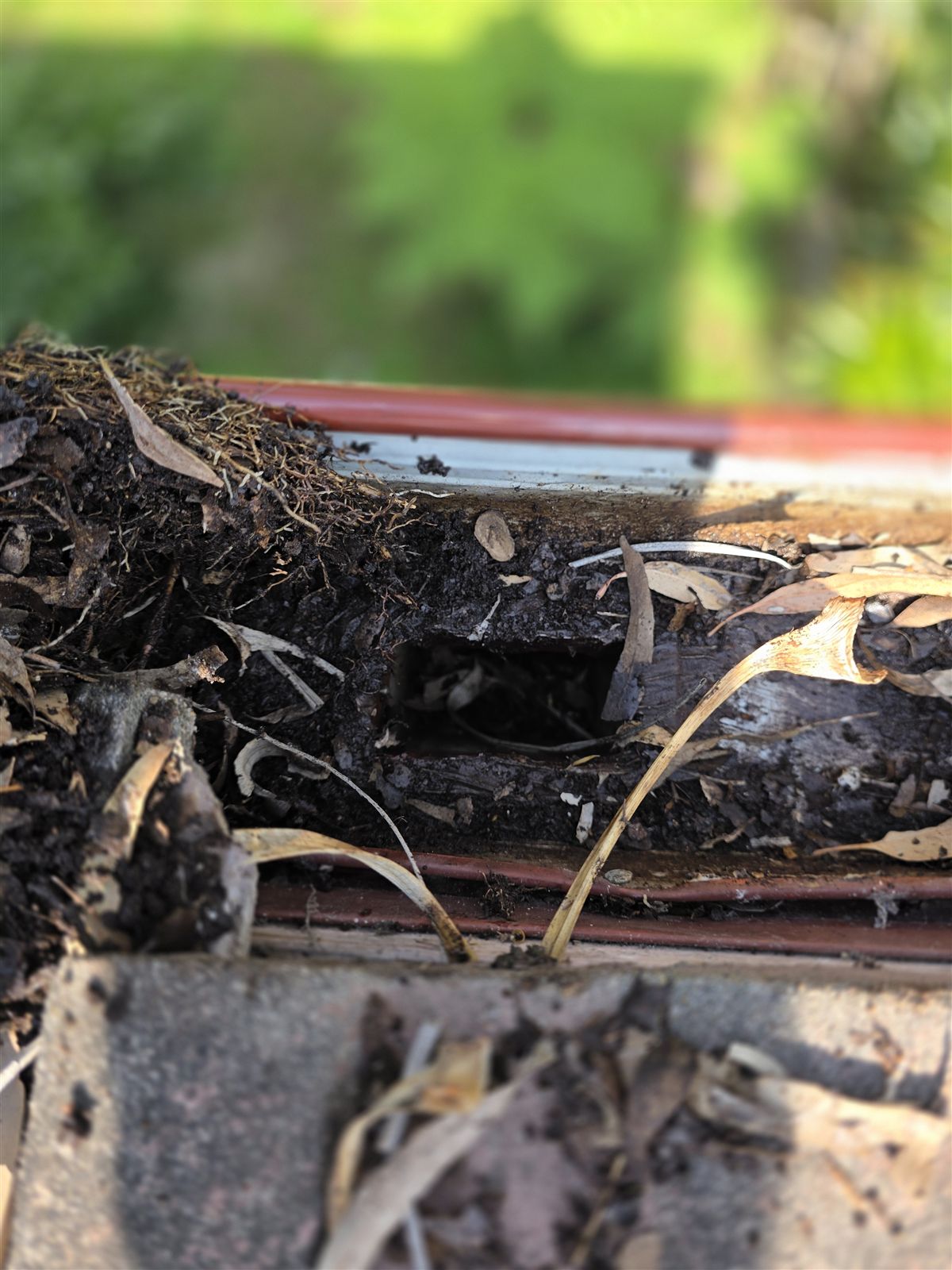Downpipe outlet blocked under wet leaves, before gutter guard