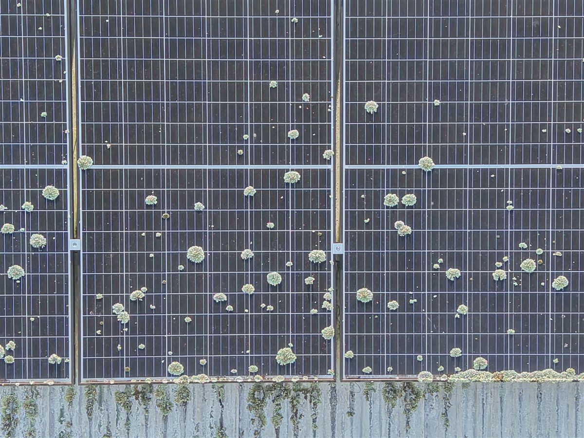 Lichen growing on solar panels in Jamberoo