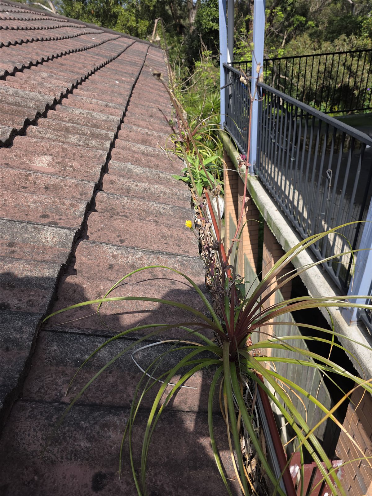 Weeds and grass growing along a gutter with bush behind, before gutter guard