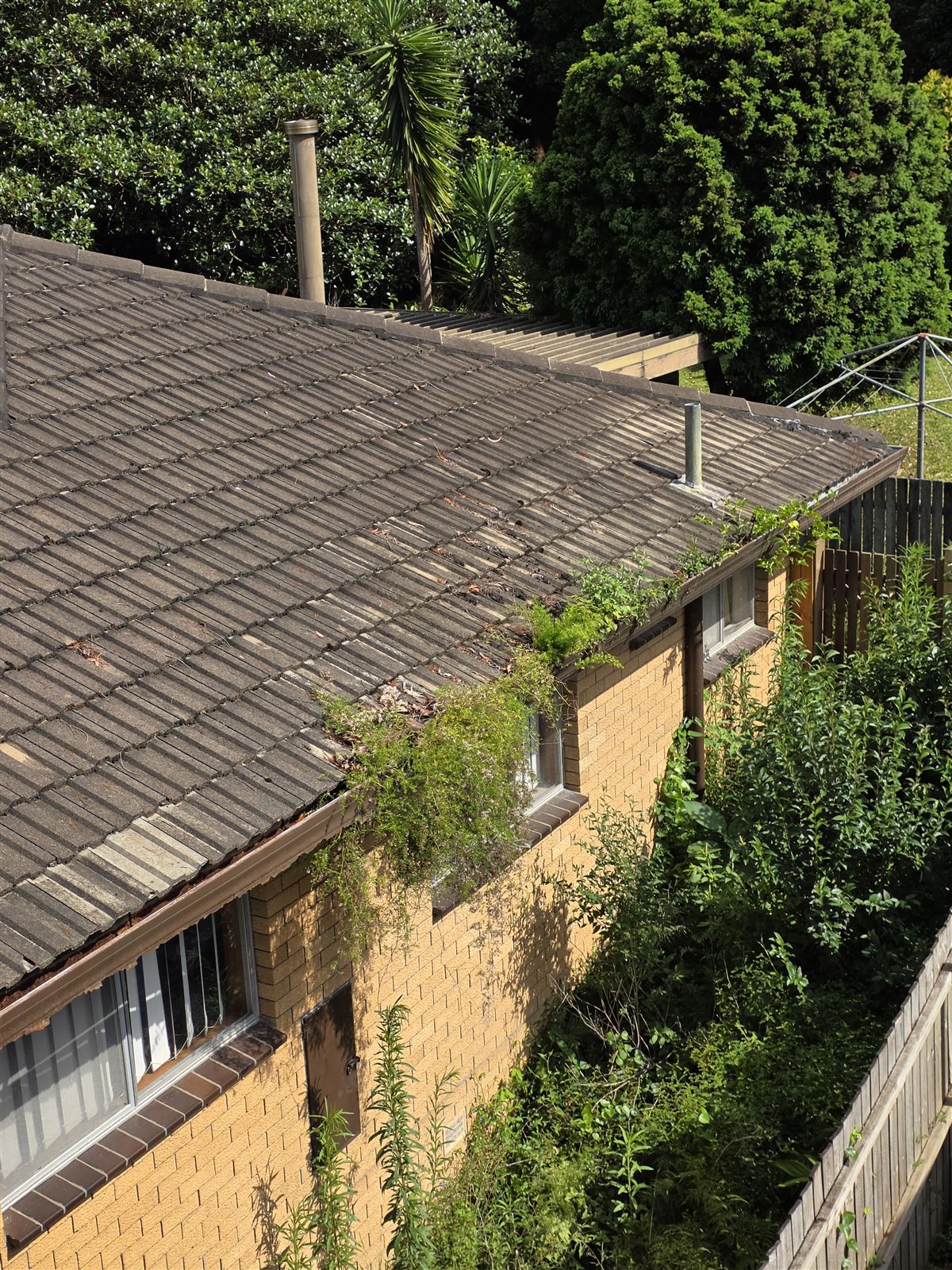 Vines and weeds overgrowing the gutter of a rural tiled-roof home, before gutter guard