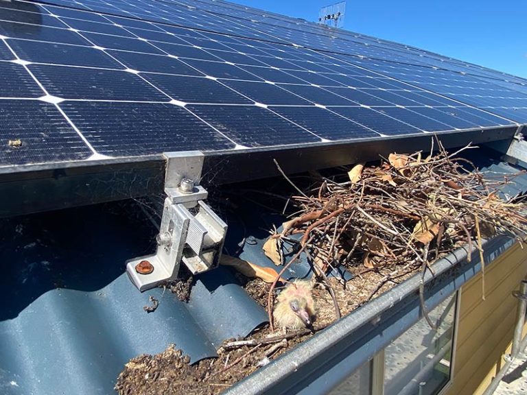 Solar panels with a gap underneath where birds can nest, before bird mesh is fitted