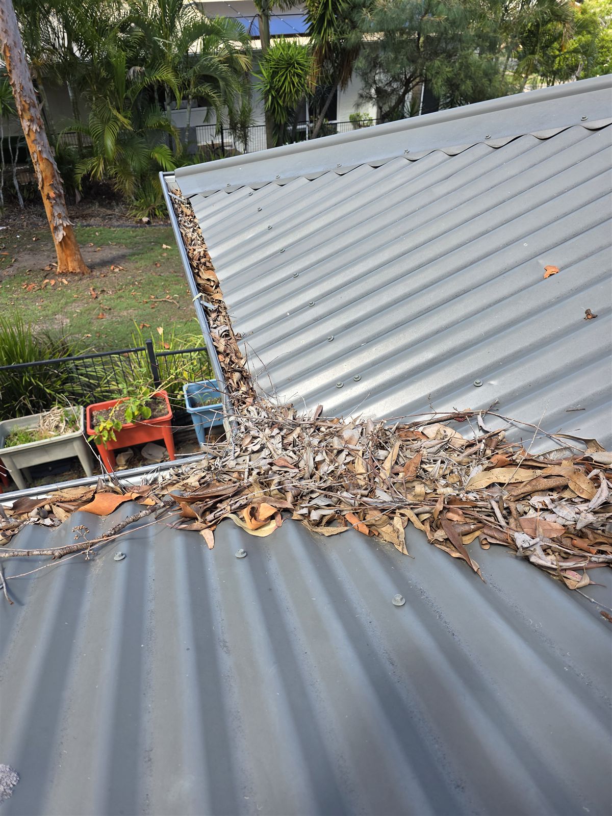 Roof valley piled with gum leaves above a backyard, before gutter guard