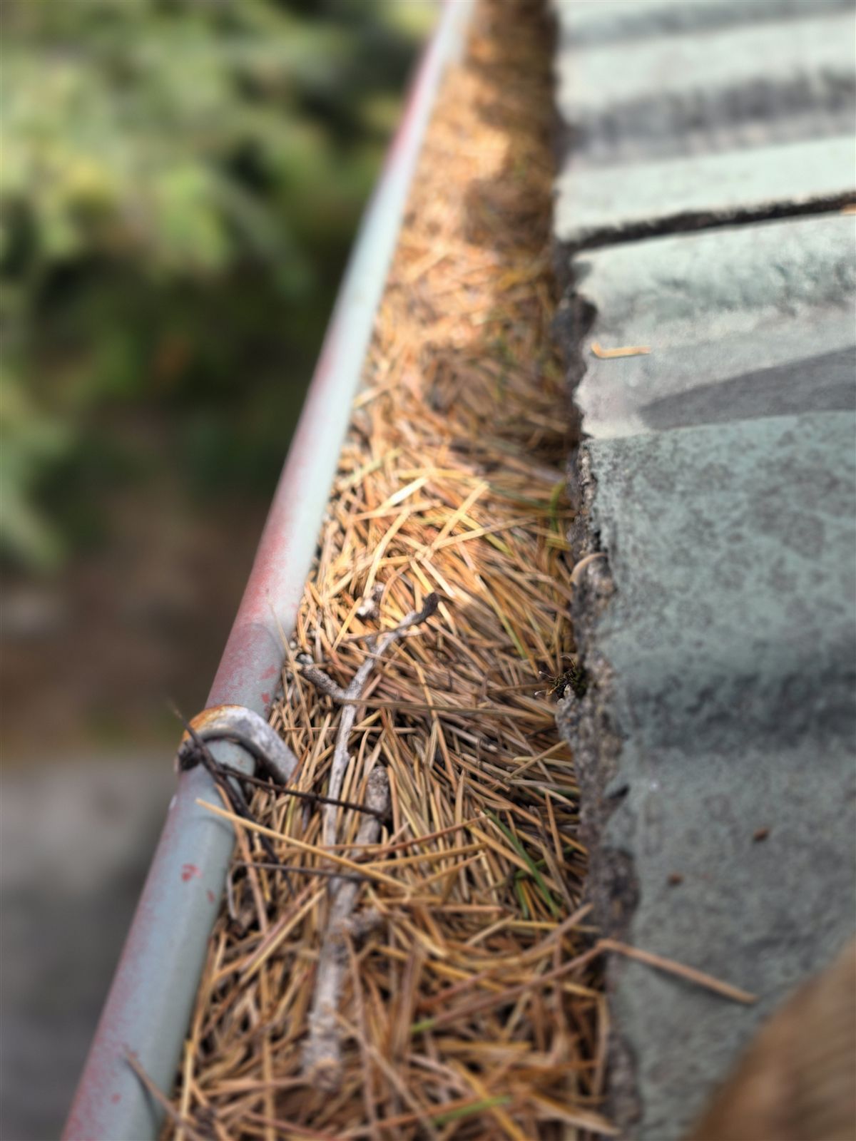 Pine needles filling a gutter, before gutter guard