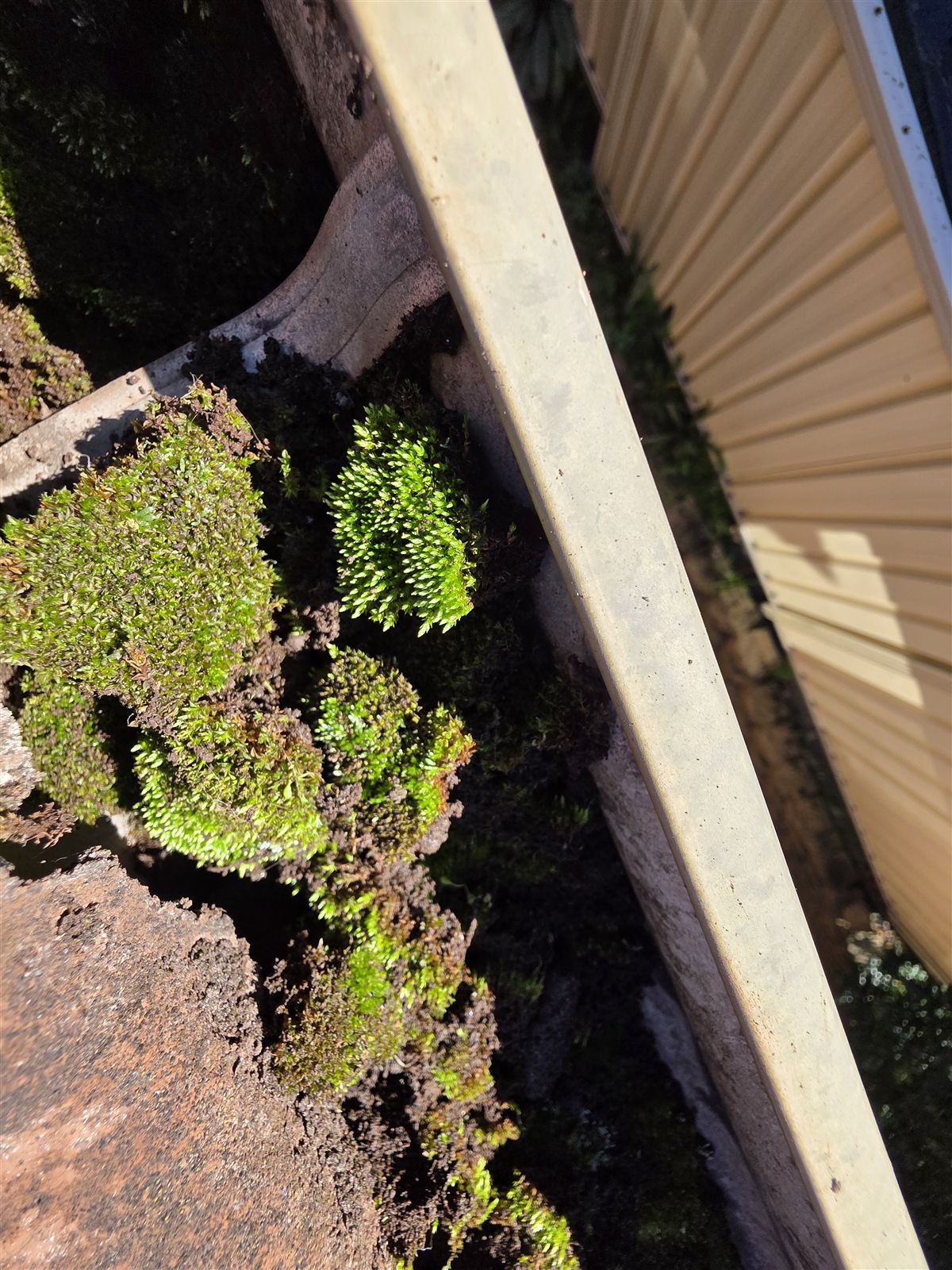 Moss growing in a leaf-filled gutter beside a cream roof, before gutter guard