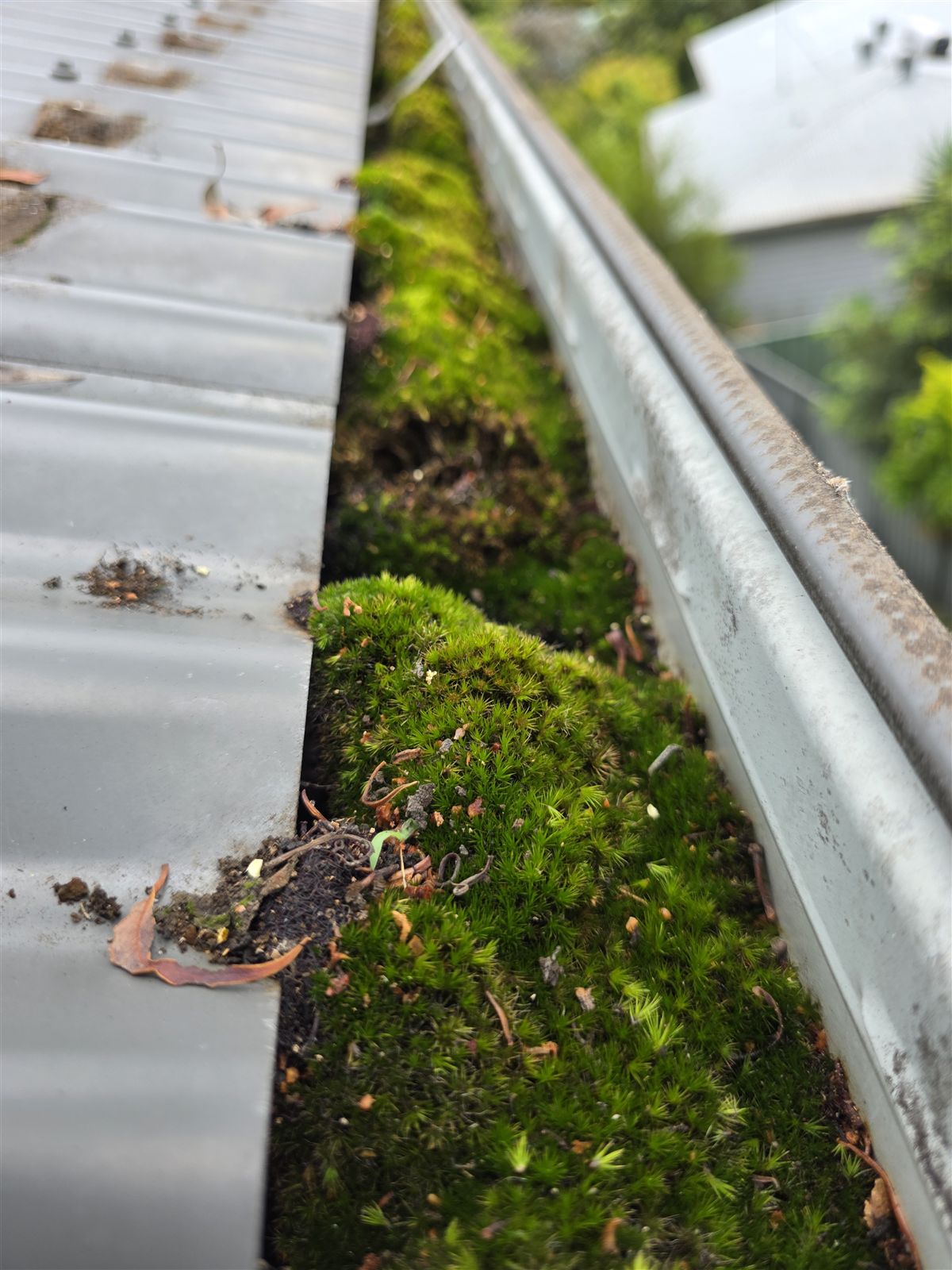 Moss-choked gutter on a shaded corrugated roof, before gutter guard