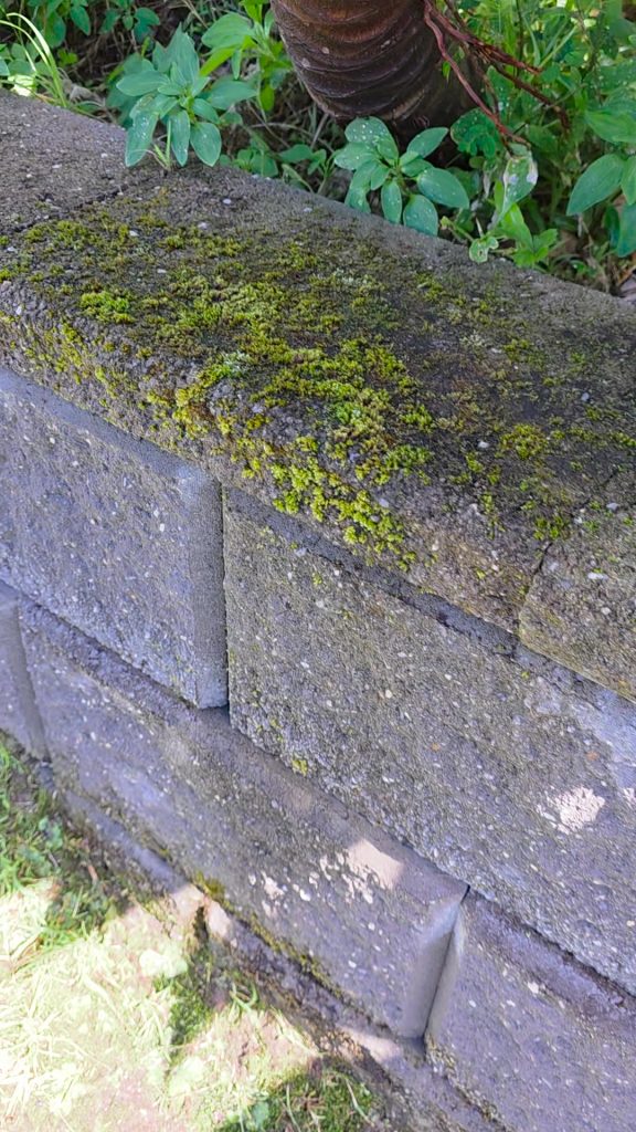 Retaining wall before pressure cleaning, with visible growth along the top blocks