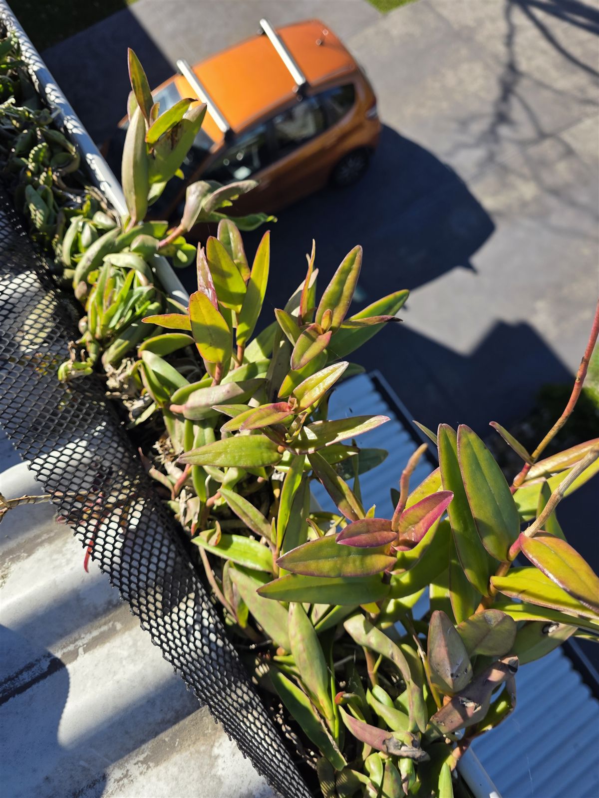 Plants sprouting from old, failed gutter mesh, before new gutter guard