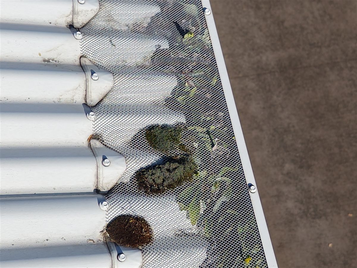 Moss growing through old, failed gutter mesh on a Wombarra roof, before new gutter guard