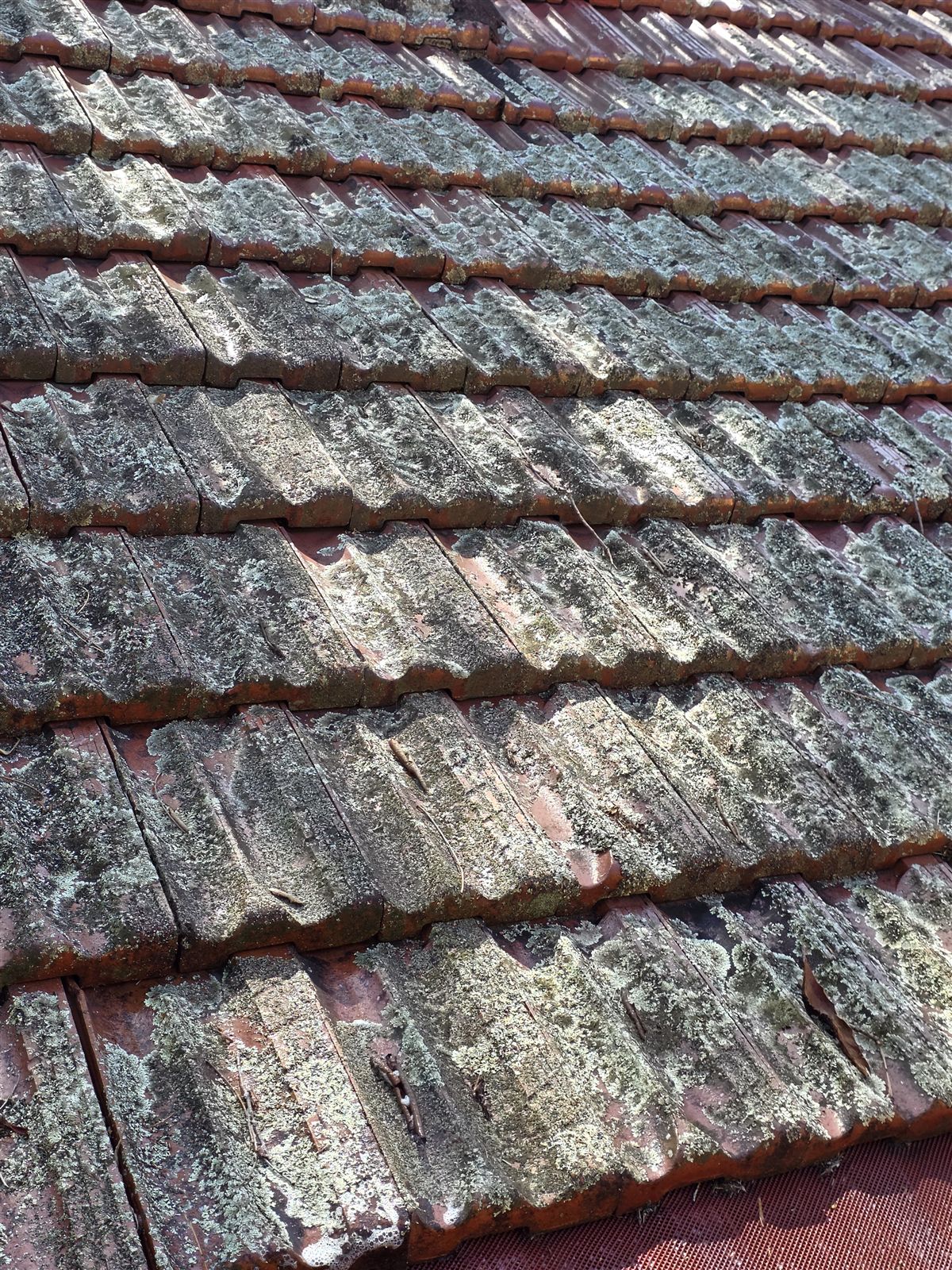 Lichen covering terracotta roof tiles