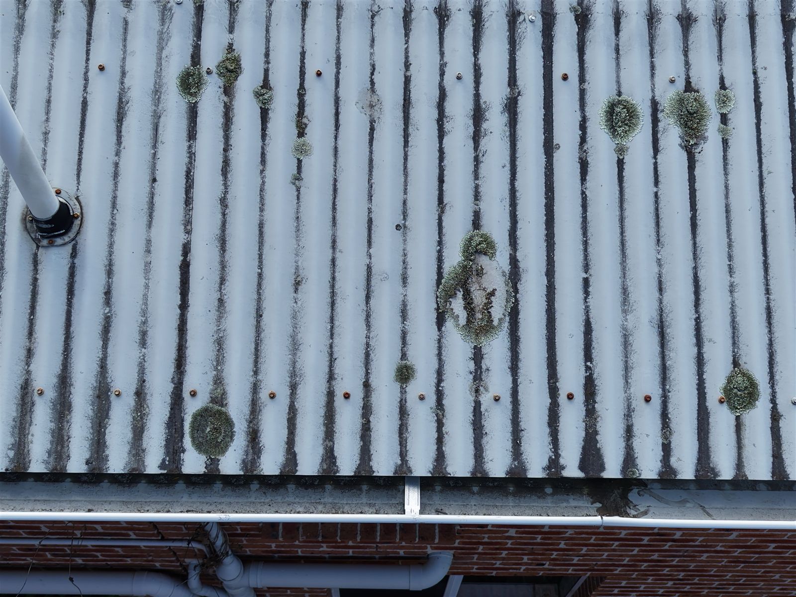 Lichen spots across a corrugated roof in Kiama Downs, before a roof wash