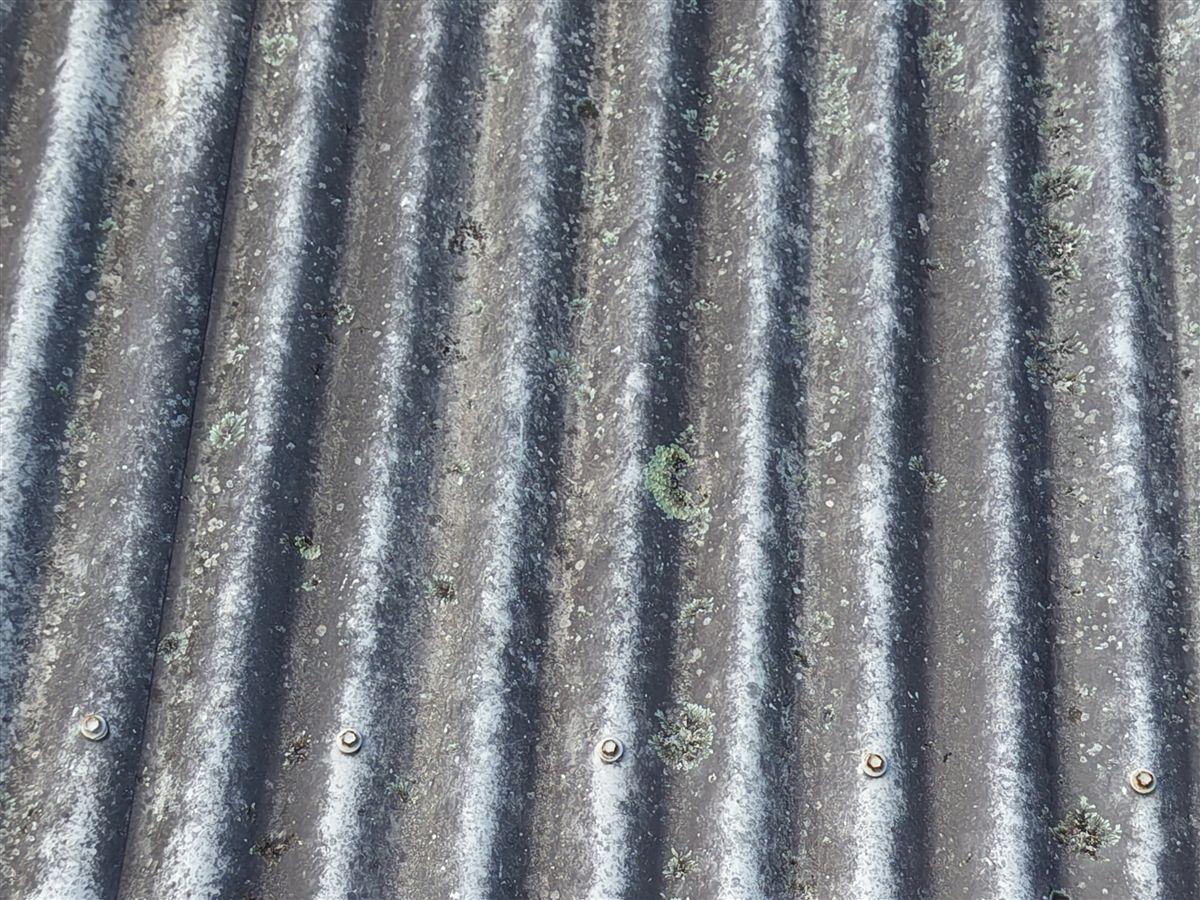 Close-up of lichen in roof corrugations in Kiama Downs