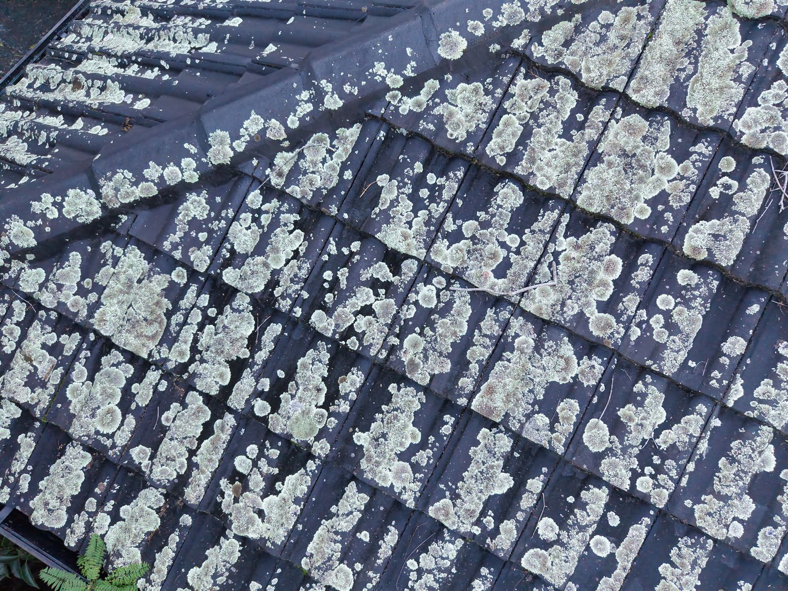 Lichen covering charcoal concrete roof tiles in Mount Keira, before a roof wash
