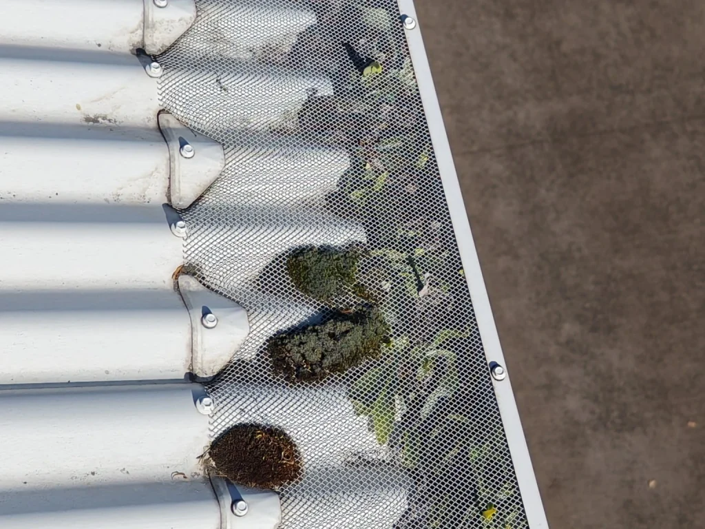 Organic growth on the existing gutter-guard mesh before IMG's maintenance and mesh replacement at Wombarra