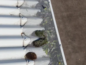 Organic growth on the existing gutter-guard mesh before IMG's maintenance and mesh replacement at Wombarra